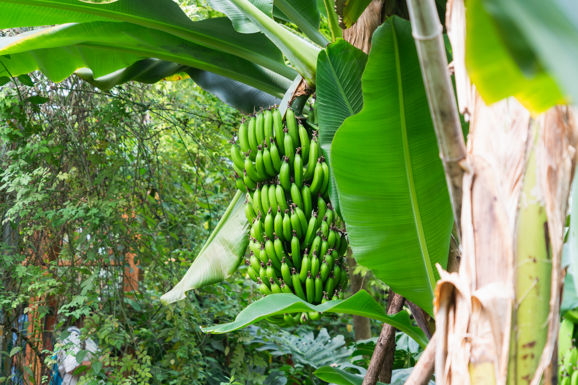 四月去过了心心念念的泼水节,夏日的欢乐泼水节