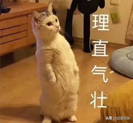 当沙雕网友盯上成语表情包