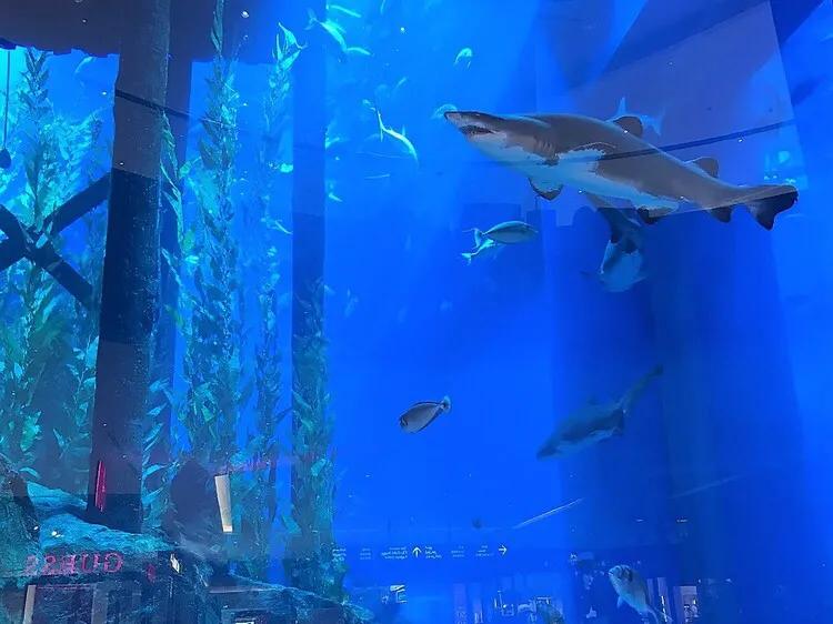 迪拜旅游景点攻略图大全,迪拜周围景点旅游攻略大全