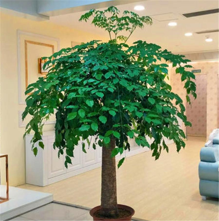 幸福树怎么防止发黄,幸福树有黄叶子怎么办