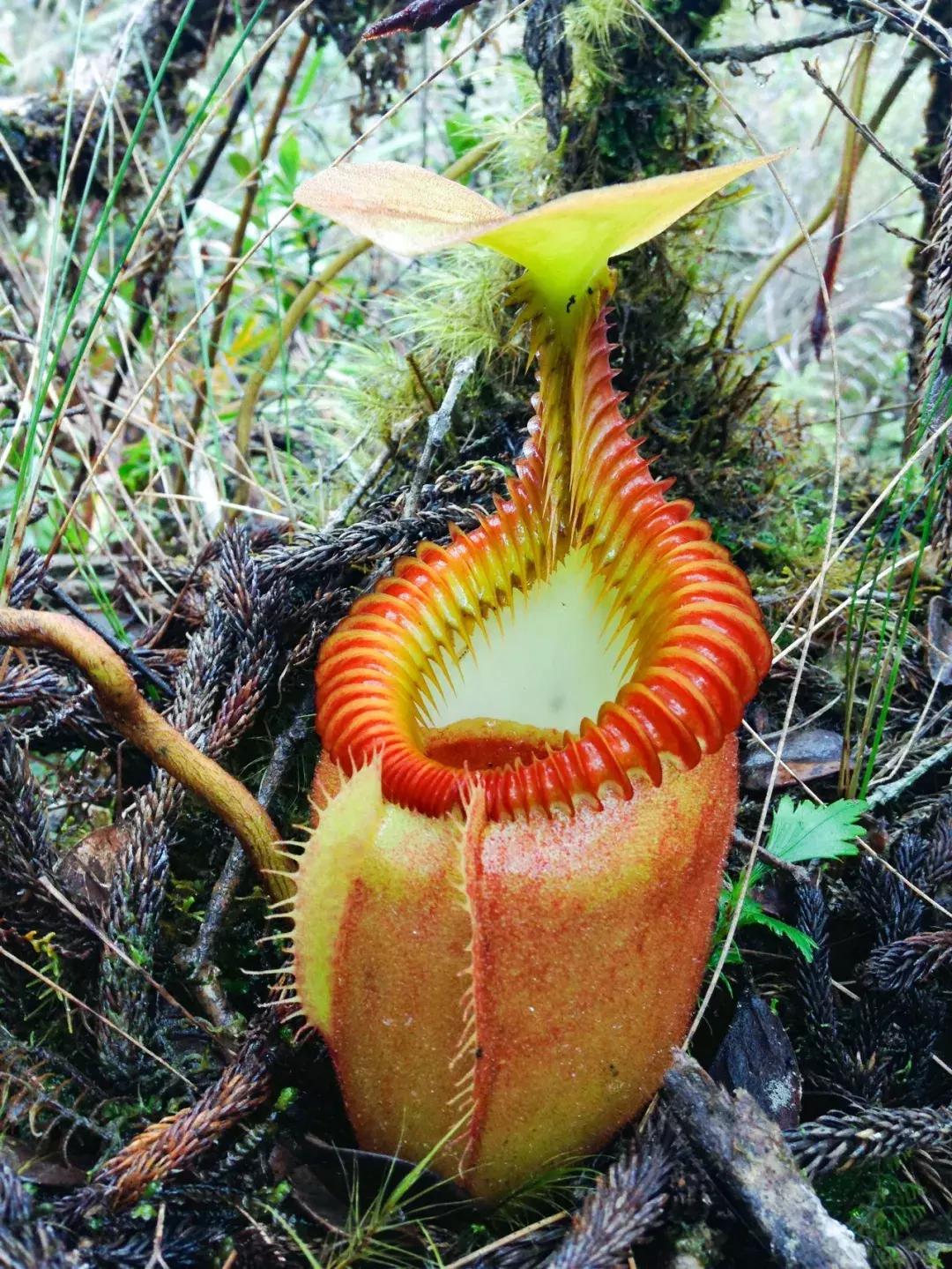 他的工作是厨师的英文,他的工作是什么英文句子