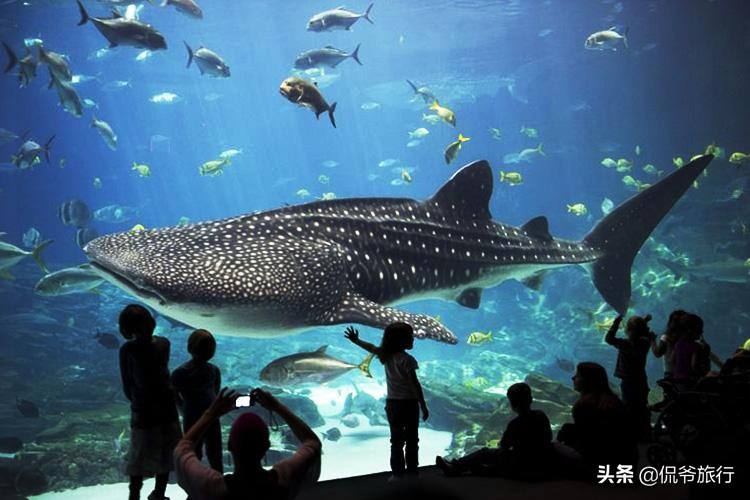 最会吃的动物,最会吃螃蟹的动物