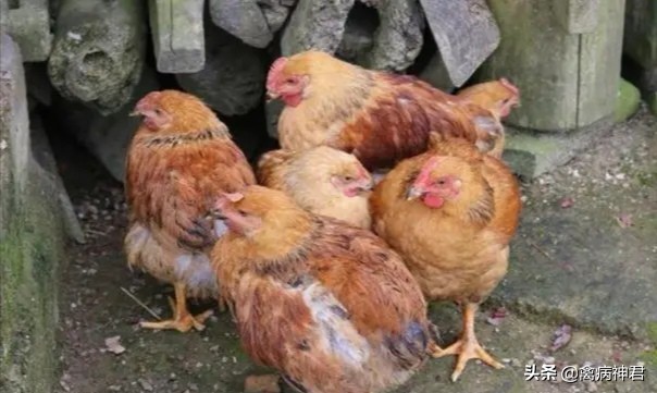 蛋鸡肿头肿脸是什么病,鸡肿头肿脸的原因及治疗方法