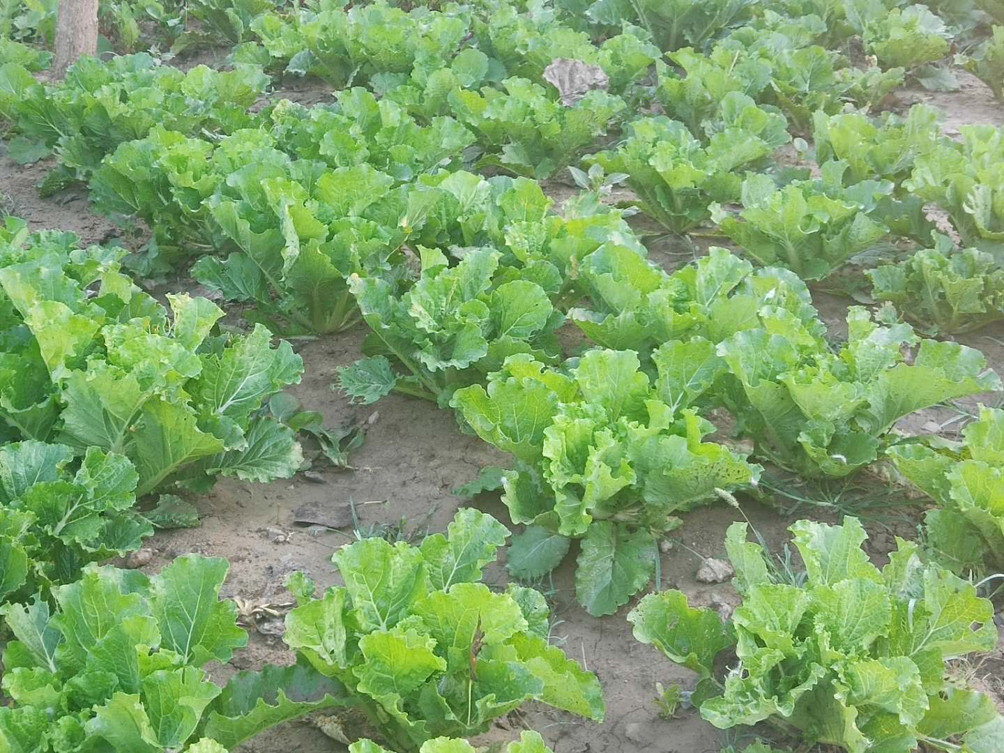 白菜生虫子，别动不动就施药，喷点家里不起眼的小东西也管用