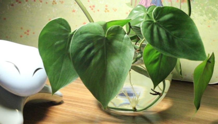 缁胯悵鏋濆彾鏀炬按閲屽涔呰兘鐢熸牴,缁胯悵鏋濆彾鏀惧湪姘撮噷澶氫箙鐢熸牴