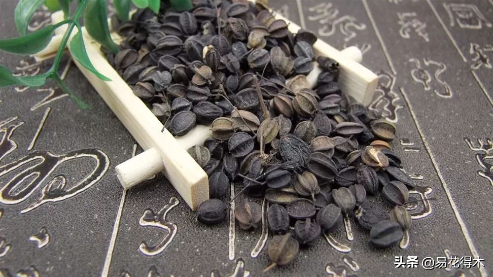 刺五加和五加皮的区别图片对比,刺五加是种什么药材