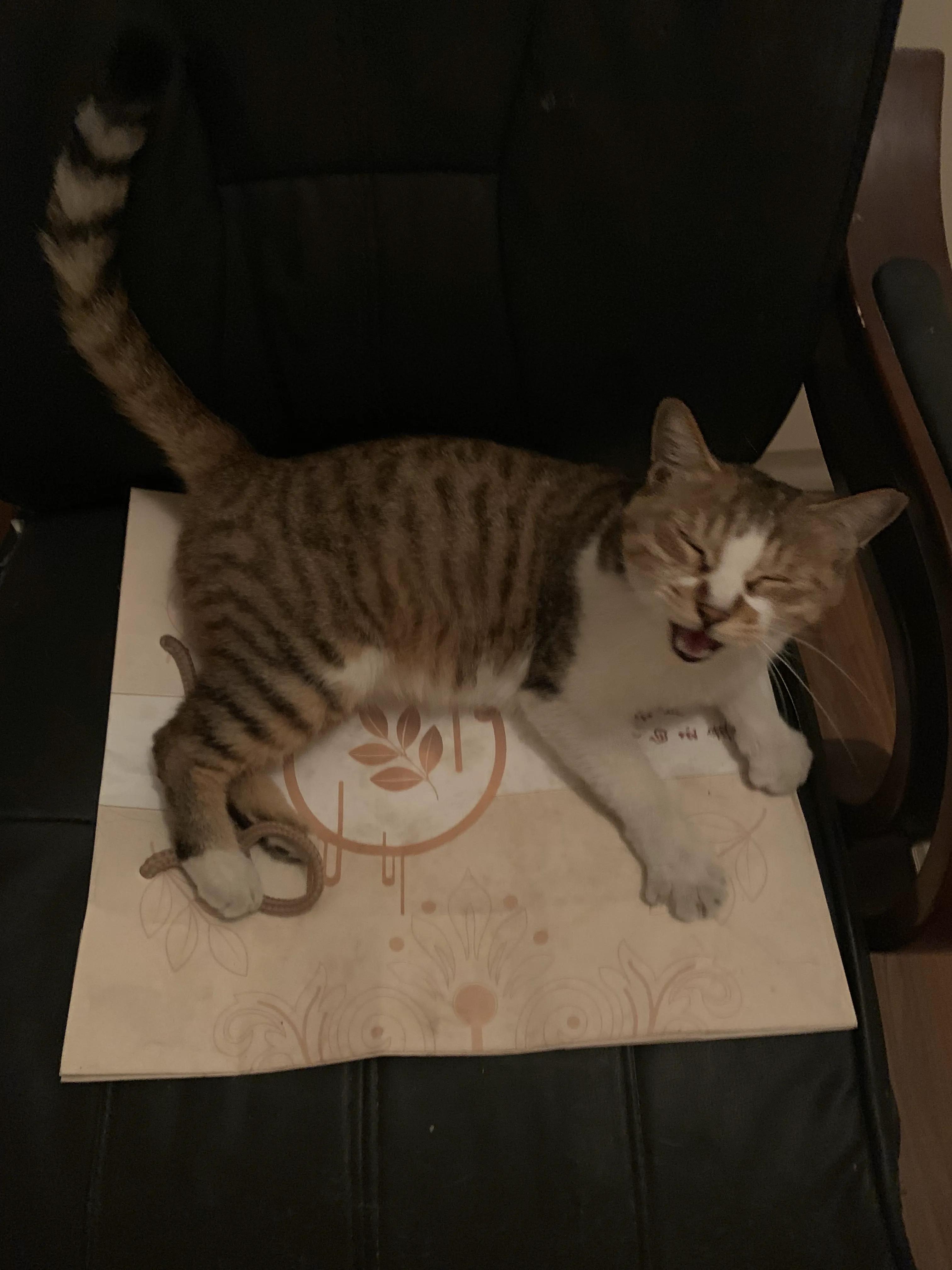 备胎式约会,备胎说车买车