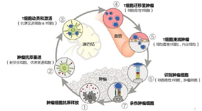 获得诺贝尔奖的提高免疫力的药物,免疫细胞治疗癌症获诺贝尔奖