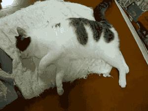 猫咪肛门腺为什么会突然喷出,猫咪肛门腺发炎会有什么症状