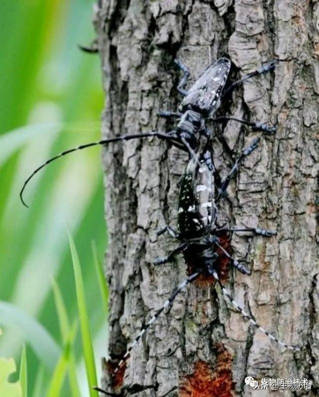蛀干害虫是钻蛀害虫吗,果树枝干钻蛀害虫图片