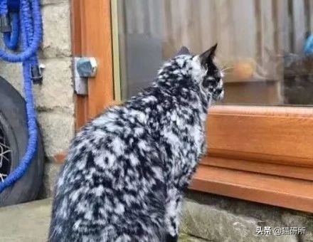 我家猫为什么莫名其妙的死了,我家猫为何越来越瘦