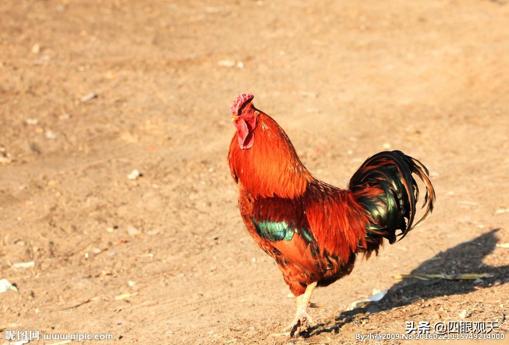 毗蓝婆的丈夫,毗蓝婆老公是谁