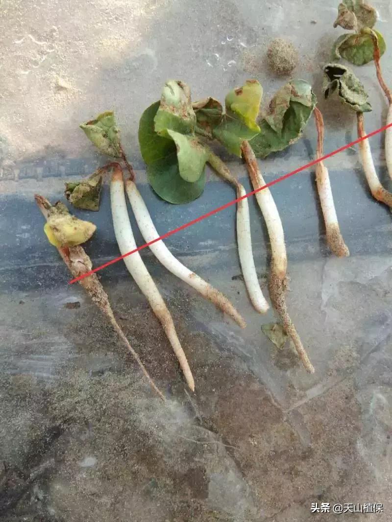 棉花现阶段死苗原因,棉苗冻害最快的解决方法