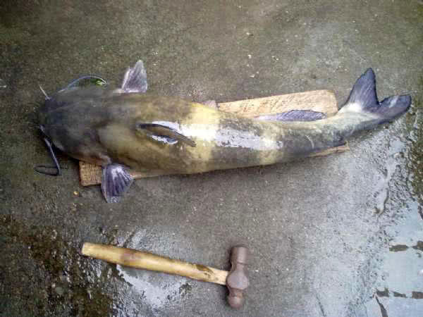 叉尾鮰鱼怎么处理,叉尾鮰的鱼的习性与钓法