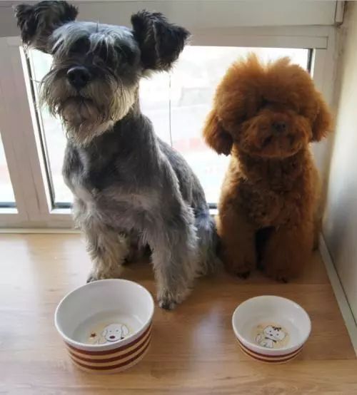 狗狗直立行走影响狗狗健康,狗狗长时间站立行走会不会受伤