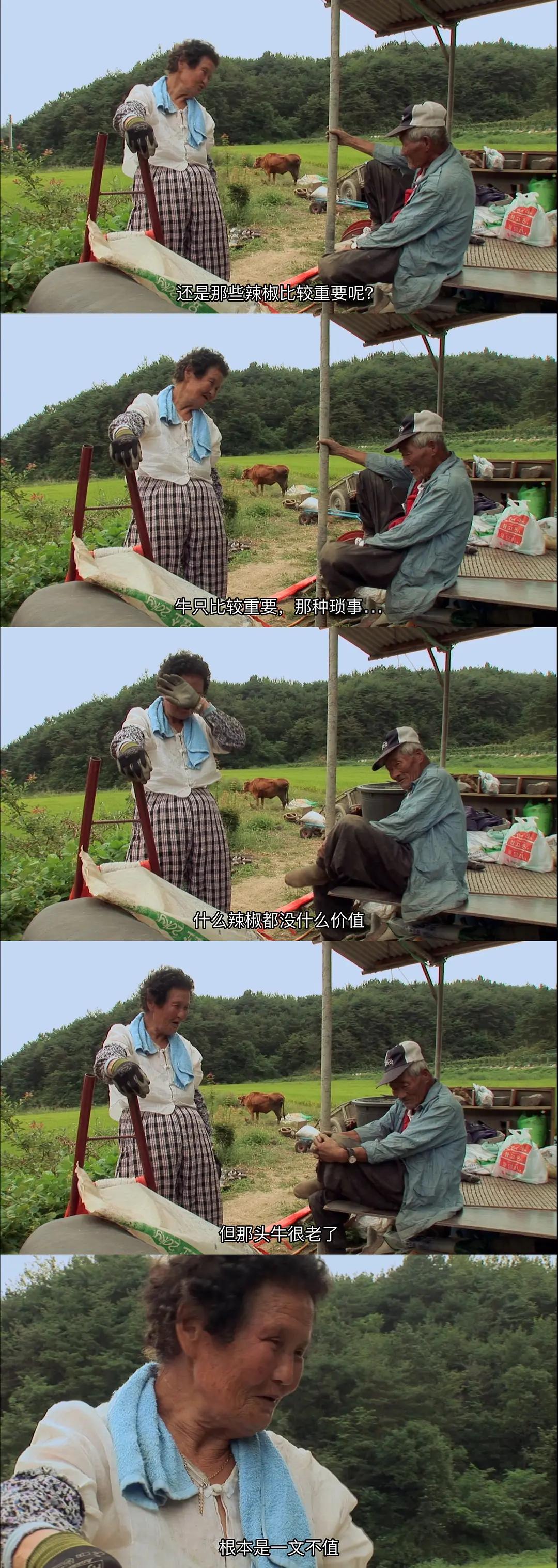 老黄牛被卖狗狗含泪送别,老黄牛被卖狗狗哭了