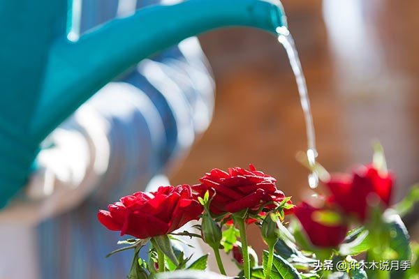 为什么月季一浇水全漏下去了,月季死一半继续养