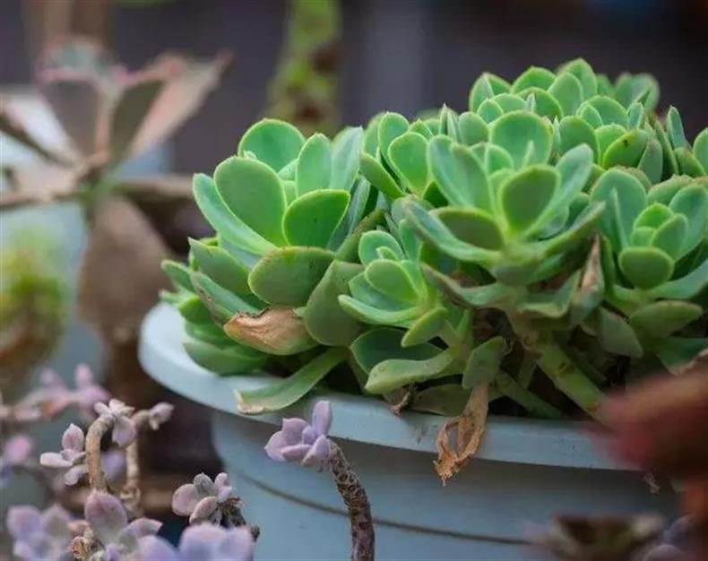 多肉老桩干货集锦，压轴的全是逆天极品!