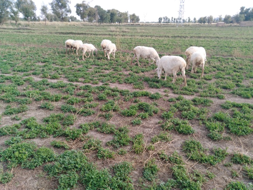 羊得了羊绦虫能吃吗,羊得了绦虫还能放牧吗