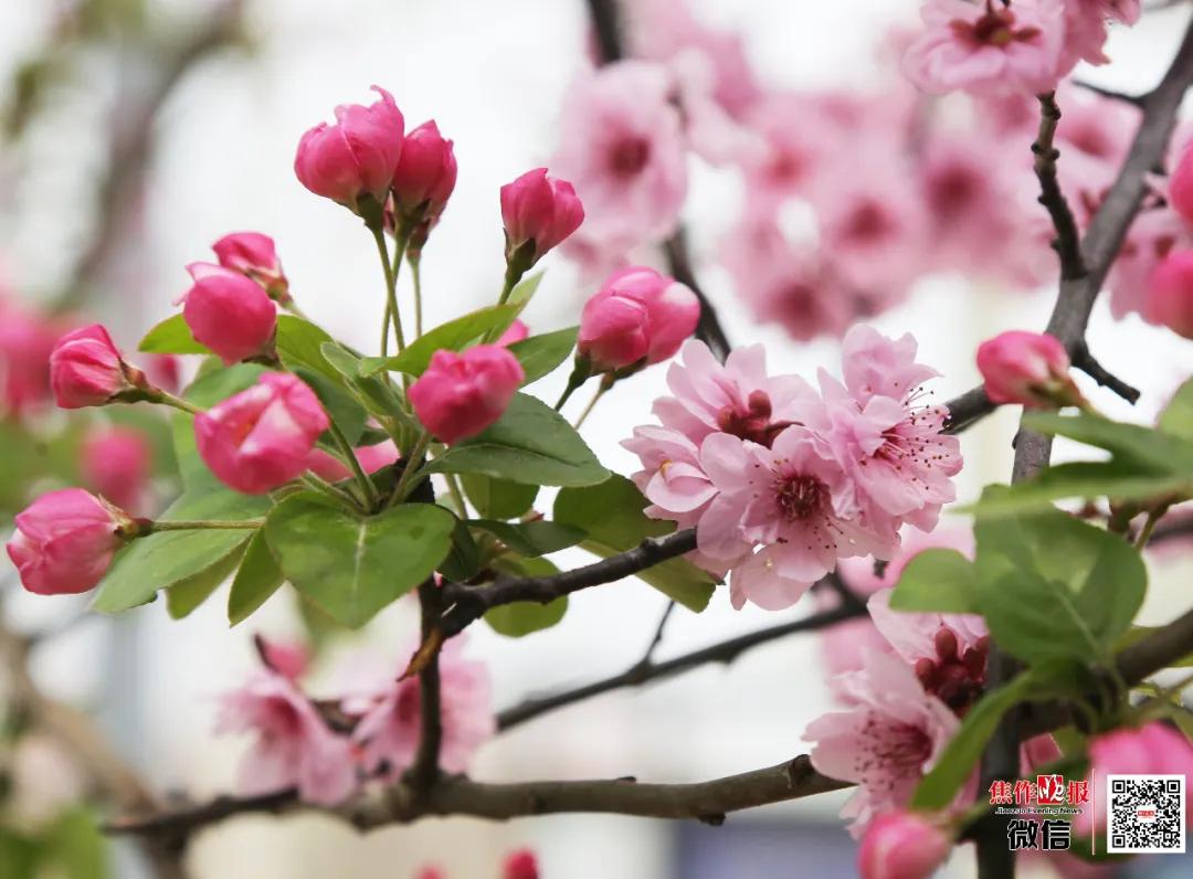 ​养眼！“棠贵妃”四姐妹笑起来真好看！