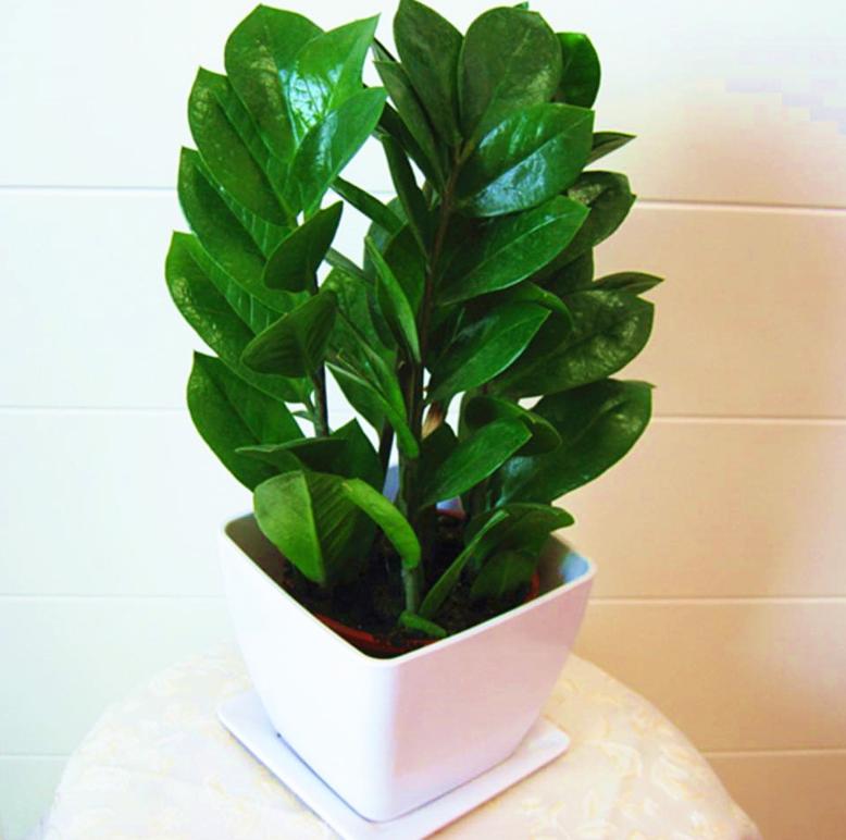 金钱树越长越旺盛怎么养护,金钱树如何养护才能长得旺盛