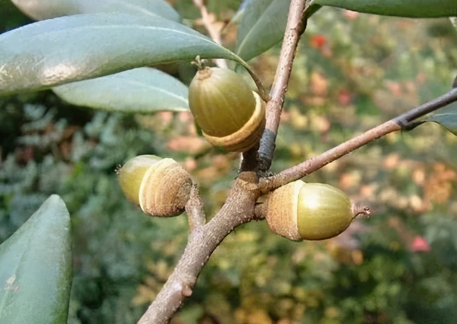 这种野果曾是我们的食物,插上竹棍变成玩具,如今却沦为“垃圾”