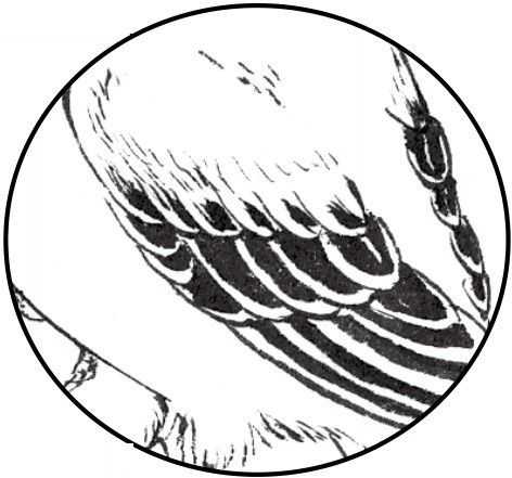 国画初学者入门步骤鸟禽,国画各种鸟类画法大全