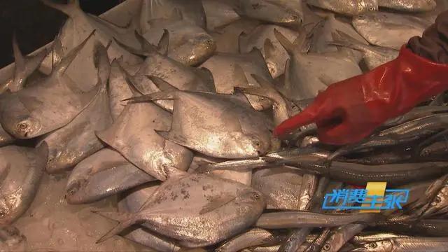 三亚海鲜市场皮皮虾多少钱一斤,海鲜市场上的皮皮虾