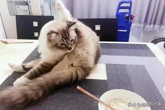 爱我，就给我舔屁股吧