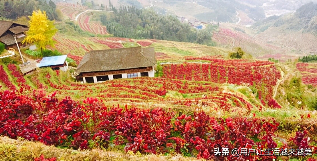 龙胜哪儿有好看的景区,广西的龙胜有什么好玩的