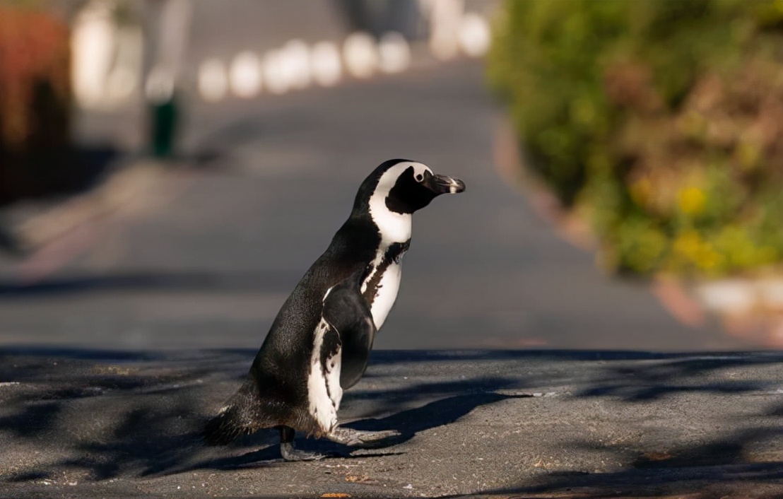 非洲也有企鹅?专家称非洲企鹅叫声像驴,将在14年后功能性灭绝