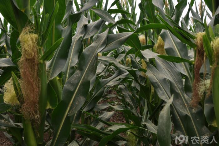 河南适合种植高产玉米,玉米高产高效种植技术