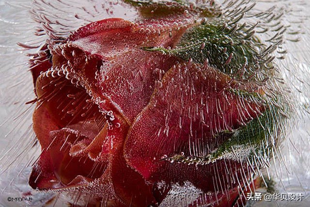 印觉艺景|你听说过冰冻花卉摄影吗？