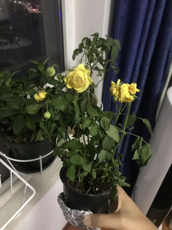 玫瑰花蔫巴了怎么能让它变好,玫瑰花发皱怎么处理