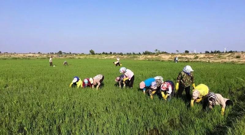 镉大米为何连年屡禁不止,镉大米会二次污染吗