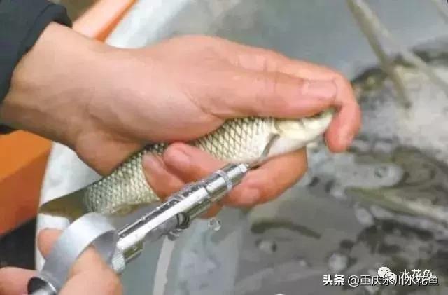 鱼出血病的防与治,鱼类出血性疾病