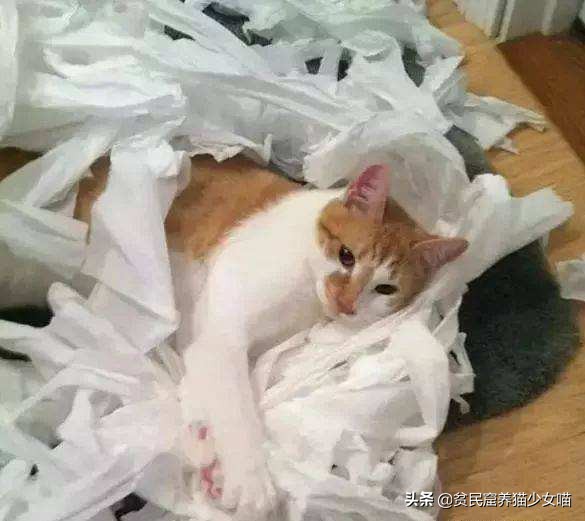 猫咪爱撕卫生纸怎么办,淘气的猫咪该怎么办