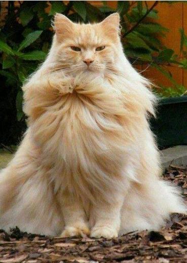 猫毛会被吸入婴儿鼻子,猫毛会入肺的新闻