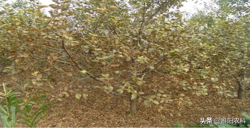 哪些红蜘蛛药能杀成螨,果树红蜘蛛最佳防治方案