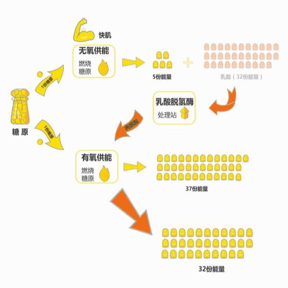 跑步训练肌酸推荐,跑步耐力差喘不上气