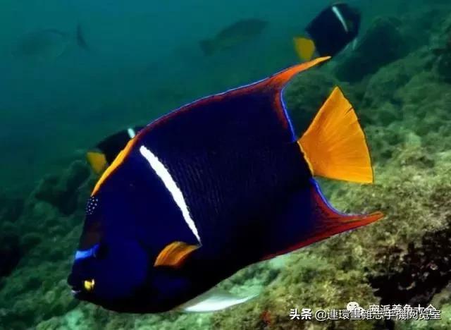 宠物鱼推荐小型的鱼,哪种宠物鱼最可爱