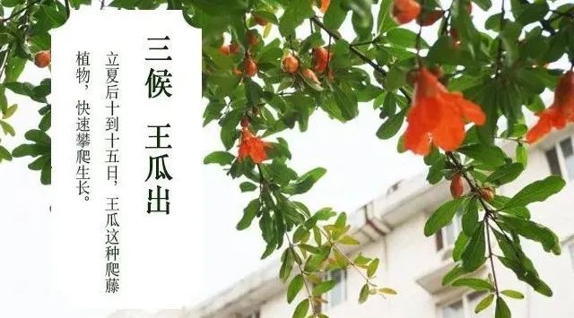 今日立夏节气解释及具体时间,关于立夏的简短节气介绍