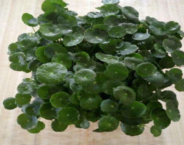 白糖水对植物生根有帮助吗,白糖水浇花的功效与作用