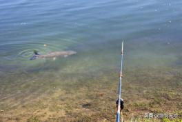 鱼不吃食怎么办可以用土霉素,鱼不吃食怎么办最快最有效
