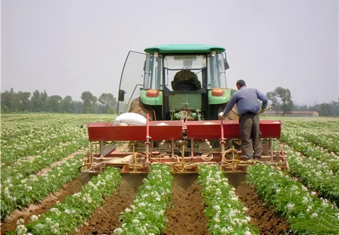 土豆很多小疙瘩是什么原因,怎么让土豆少结薯