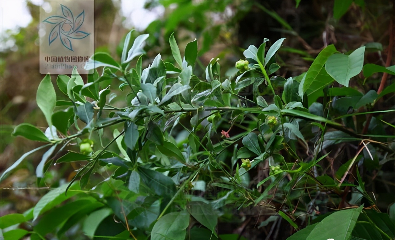 金丝杜仲，见过吗？治跌打损伤，腰腿痛，风湿疼痛