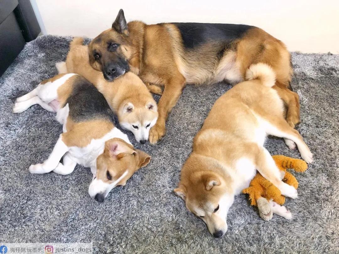 贪吃汪偷喝汤惨叫!“眼眶泛泪”馈头求安慰:舌头烫到了