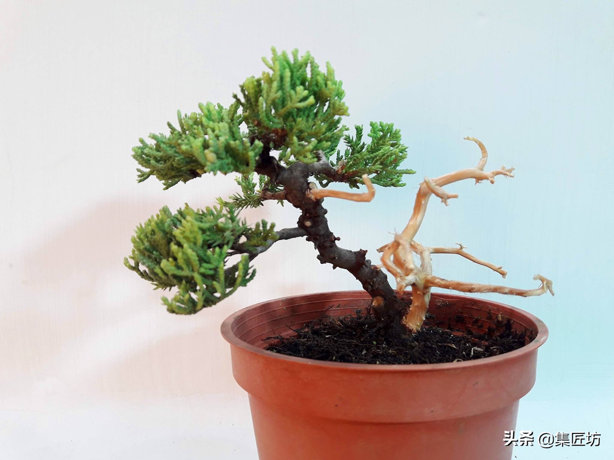 盆景腋枝造型图片,鹿角枝盆景造型图片