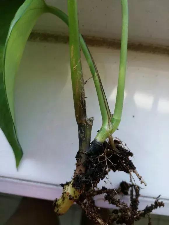 绿萝烂根怎么养才能更旺盛,绿萝怎样养才能养得更旺盛