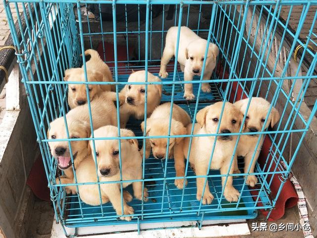 真正的狗市品种,哪里的狗市便宜品种又好种类又多